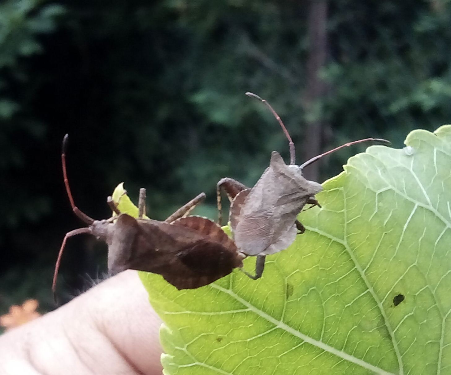 cimice degli orti durante un amplesso