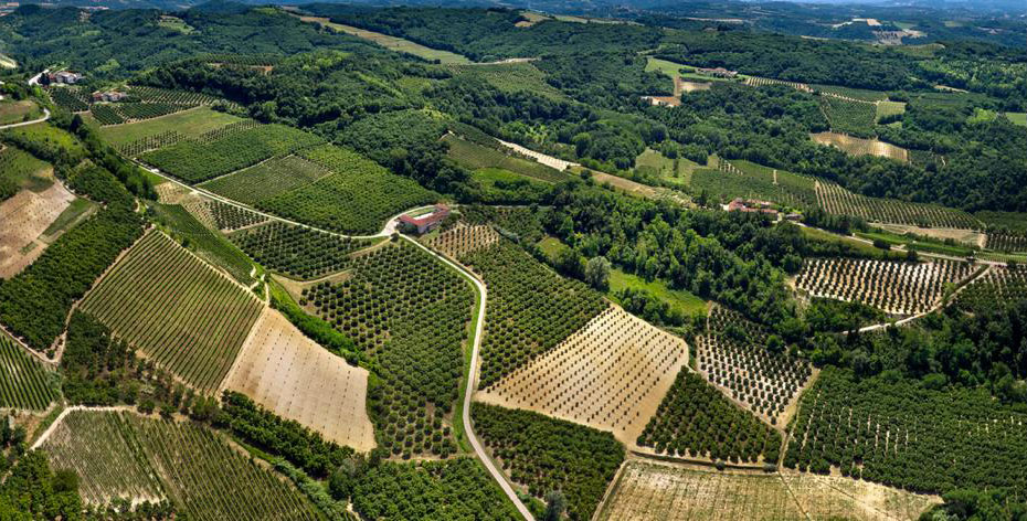 Piante di Nocciolo Tonda delle Langhe Certificata