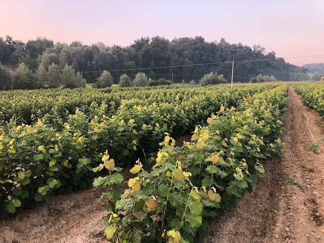 ceppaie tonda gentile produzione margotte