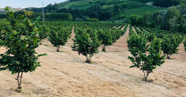 Impianto Tonda Gentile al Terzo Anno - Vivaio Azienda Agricola Traversa Lorenzo