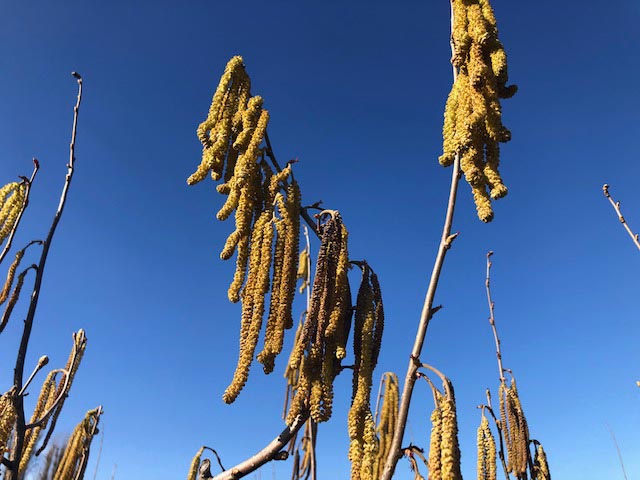 Mese di febbraio, piena fioritura Tonda Gentile del Vivaio Azienda Agricola Traversa Lorenzo