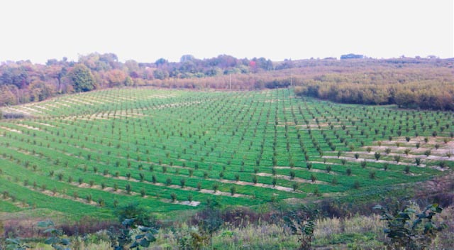 Nuovo impianto di Nocciolo in Alta Langa del Vivaio Traversa Lorenzo