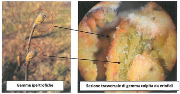 monitoraggio eriofide info 1 2022 nocciolo