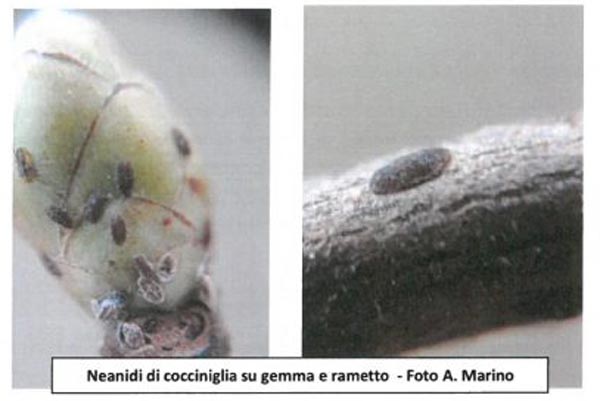 situazione fenologica info 1 nocciolo 2022 1