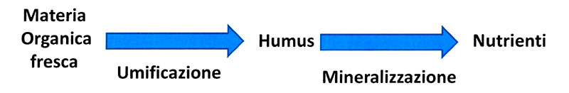 La sostanza organica effetti ambientali Vivaio Traversa Lorenzo