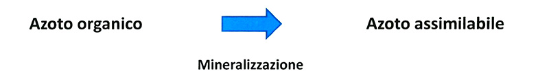 Macroelemtenti Azoto Vivaio Traversa Lorenzo